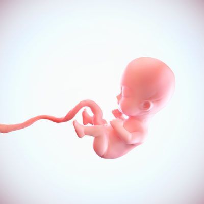 Fetus,Inside,The,Heart,Shape,Of,Womb,,Medically,Accurate,3d